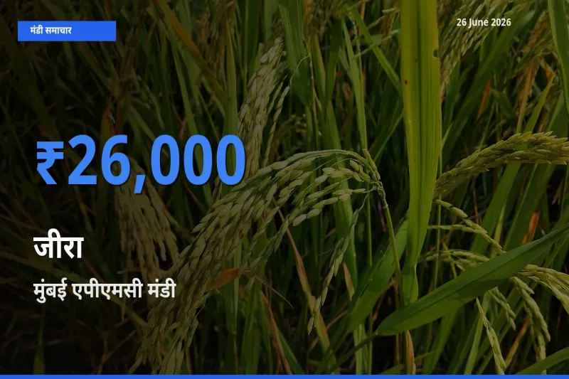 बाज़ार संकेत: मुंबई एपीएमसी बना जीरा के लिए आज की टॉप मंडी