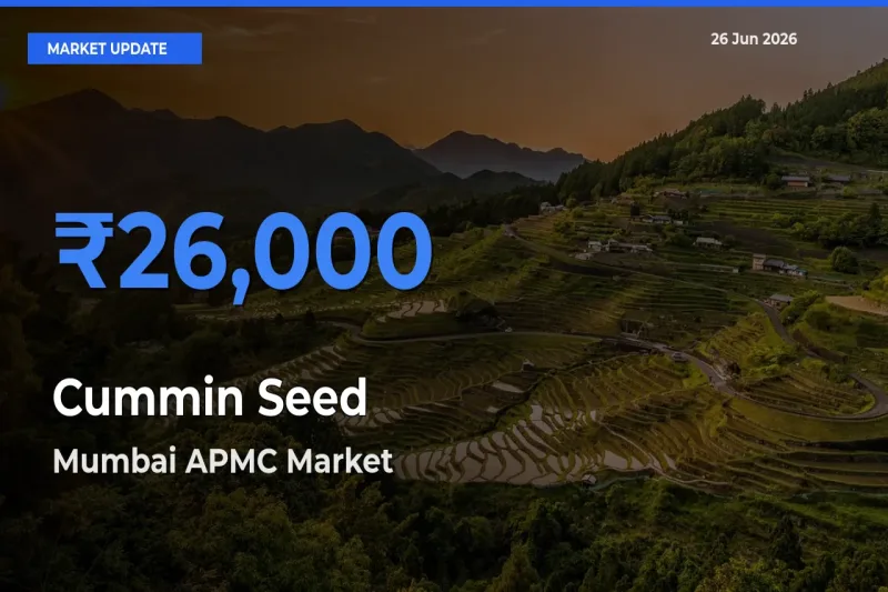 Cummin Seed Mandi Rate Today: Mumbai APMC Tops the List