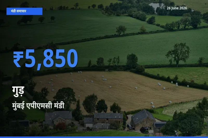 किसानों की पसंद बना मुंबई एपीएमसी, गुड़ के सबसे अच्छे दाम