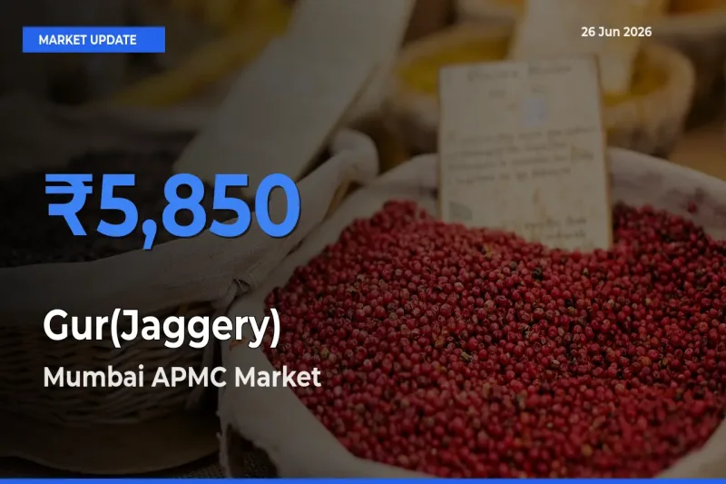 Top Performer! Mumbai APMC Offers Best Gur(Jaggery) Price Today