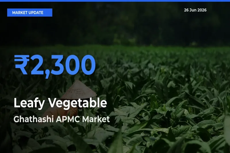 Ghathashi APMC Records Highest ₹2,300 Rate for Leafy Vegetable