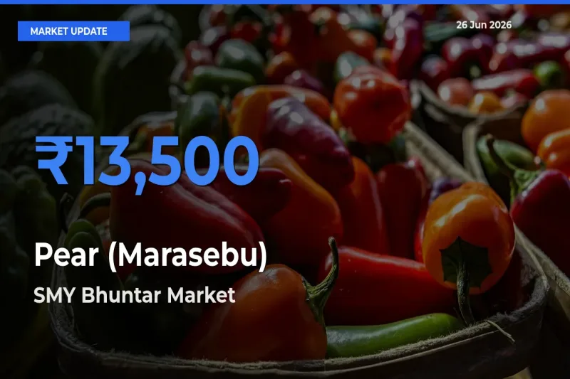 SMY Bhuntar Offers ₹13,500 – Highest Pear (Marasebu) Rate Today