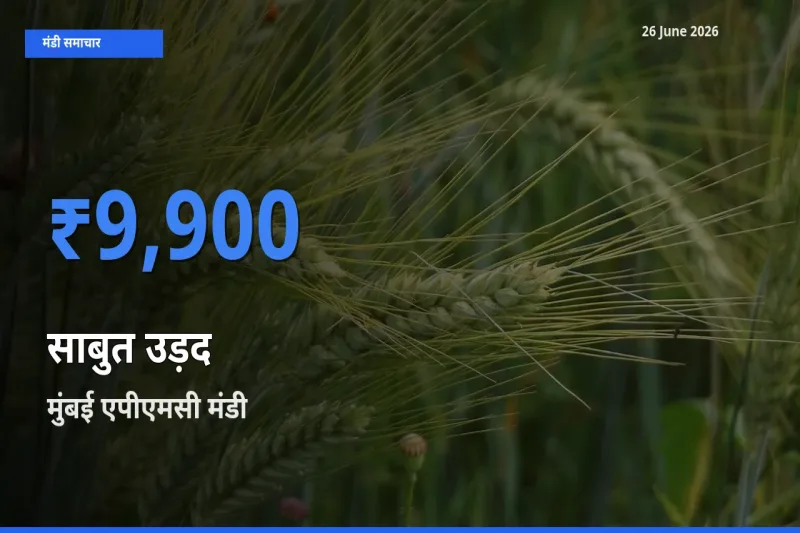 आज साबुत उड़द के सबसे ऊँचे दाम ₹9,900 मुंबई एपीएमसी मंडी में