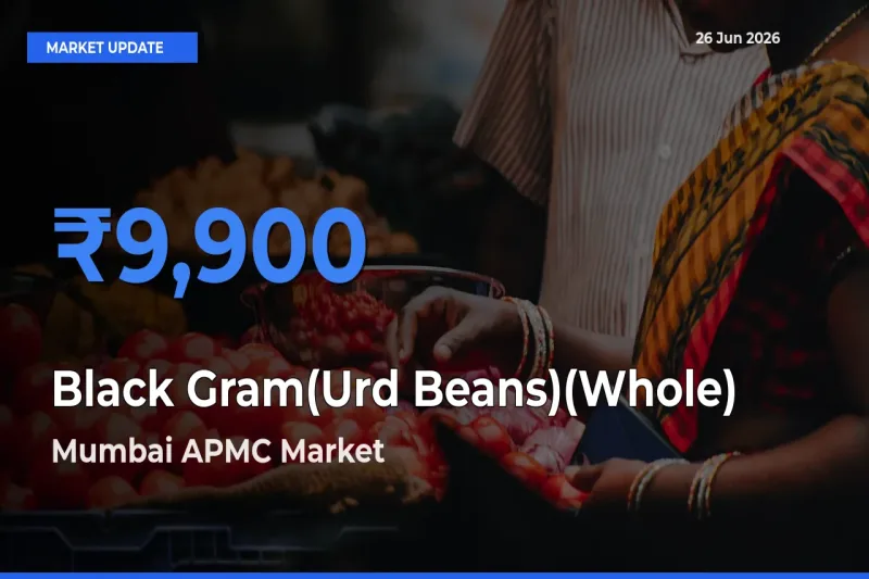 Farmers Prefer Mumbai APMC as Black Gram(Urd Beans)(Whole) Hits Highest Rate