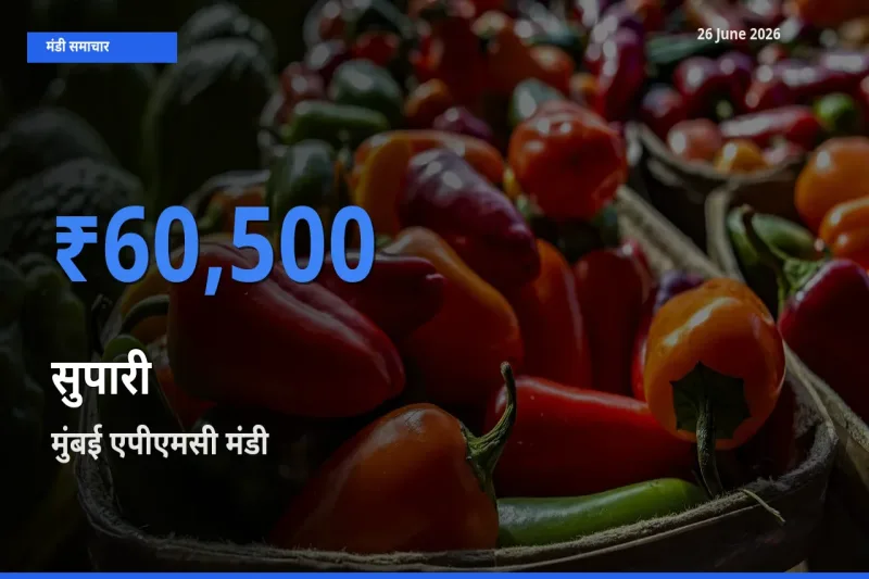 बाज़ार संकेत: मुंबई एपीएमसी बना सुपारी के लिए आज की टॉप मंडी