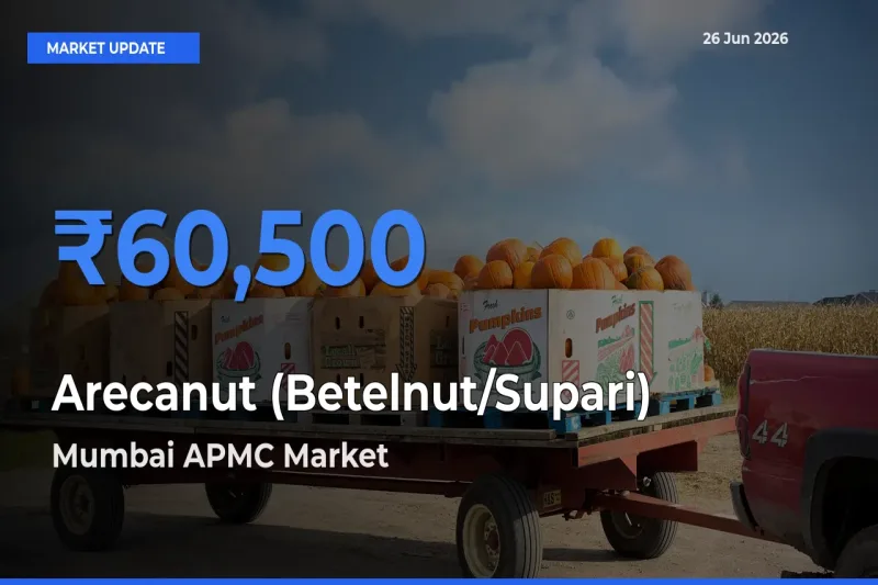 Mumbai APMC Records Highest ₹60,500 Rate for Arecanut (Betelnut/Supari)