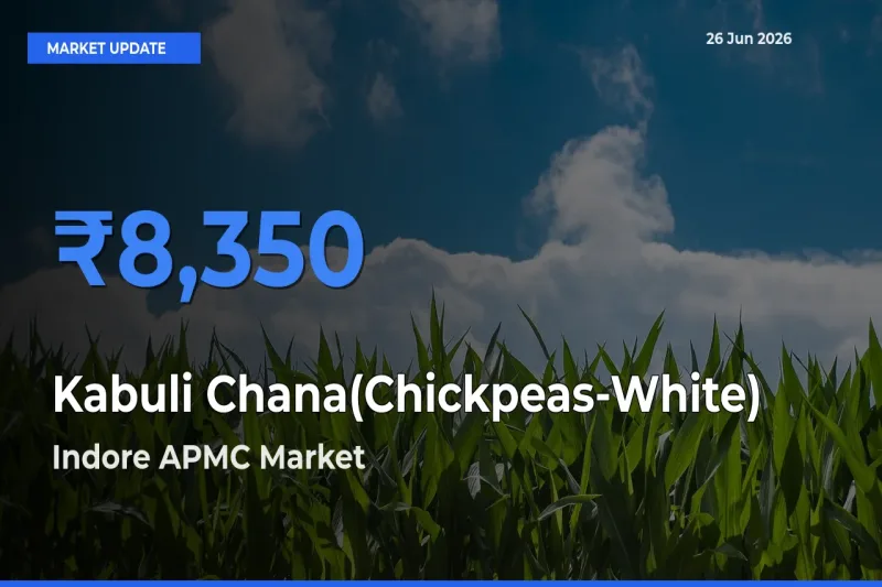 Indore APMC Leads as Top Mandi for Kabuli Chana(Chickpeas-White) Prices