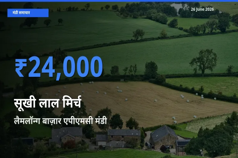 आज सूखी लाल मिर्च के सबसे ऊँचे दाम ₹24,000 लैमलॉन्ग बाज़ार एपीएमसी मंडी में