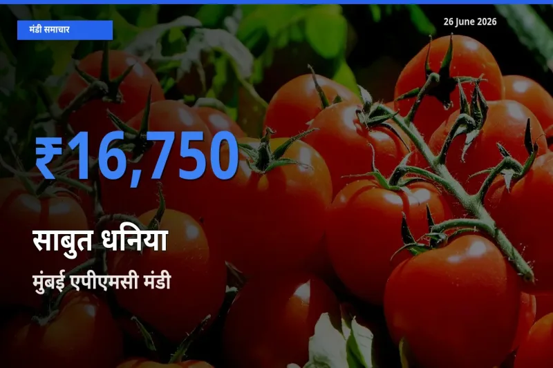 आज साबुत धनिया के सबसे ऊँचे दाम ₹16,750 मुंबई एपीएमसी मंडी में