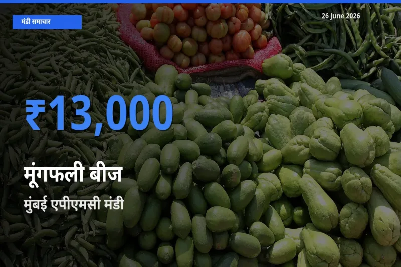 आज का मंडी भाव: मूंगफली बीज के सबसे ज़्यादा दाम मुंबई एपीएमसी में