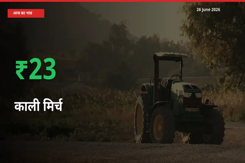 स्थानीय मंडी में काली मिर्च के दाम अचानक 22.5% उछले, किसान सतर्क