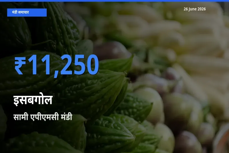 सामी एपीएमसी मंडी में इसबगोल ₹11,250 पर पहुँचा – आज का सर्वोच्च भाव
