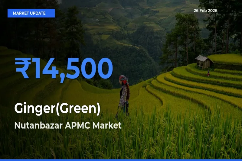Top Performer! Nutanbazar APMC Offers Best Ginger(Green) Price Today