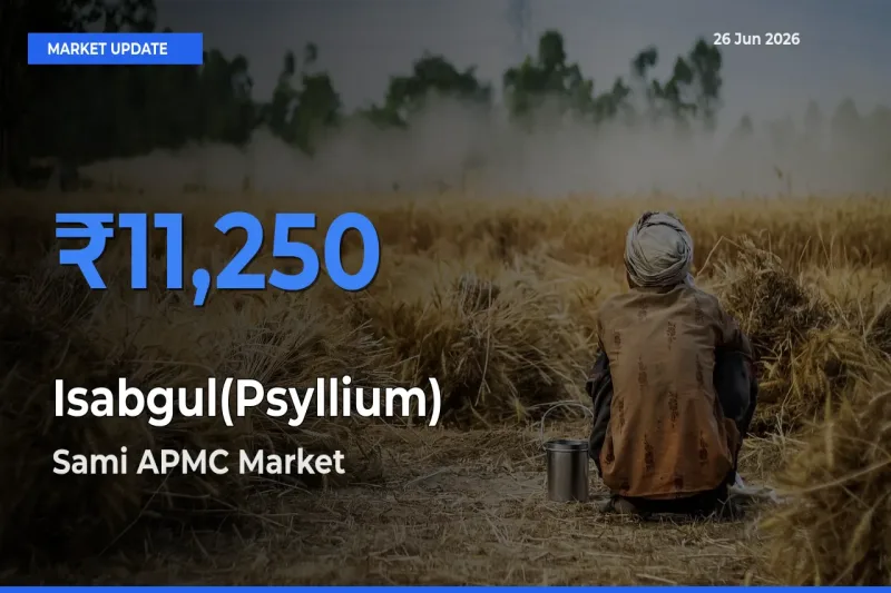 Market Watch: Sami APMC Becomes Top Mandi for Isabgul(Psyllium)