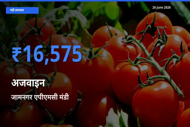 टॉप मंडी बना जामनगर एपीएमसी! अजवाइन के सबसे ऊँचे दाम यहीं दर्ज