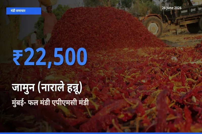 किसानों की पसंद बना मुंबई- फल मंडी एपीएमसी, जामुन (नाराले हन्नू) के सबसे अच्छे दाम