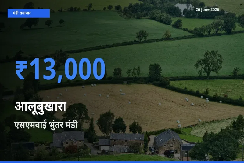 टॉप मंडी बना एसएमवाई भुंतर! आलूबुखारा के सबसे ऊँचे दाम यहीं दर्ज