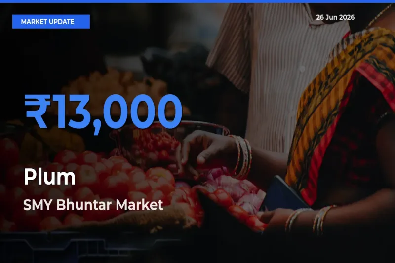SMY Bhuntar Tops Plum Rates – June 26 Market Update