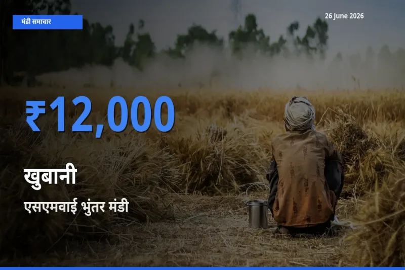 एसएमवाई भुंतर मंडी में खुबानी ₹12,000 पर पहुँचा – आज का सर्वोच्च भाव