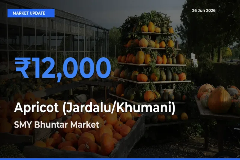 Apricot (Jardalu/Khumani) Mandi Rate Today: SMY Bhuntar Tops the List