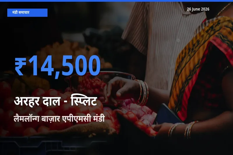 लैमलॉन्ग बाज़ार एपीएमसी मंडी में अरहर दाल - स्प्लिट ₹14,500 पर पहुँचा – आज का सर्वोच्च भाव
