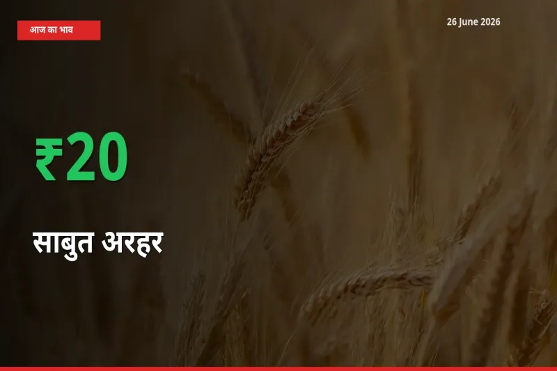साबुत अरहर के दाम प्रमुख मंडी में 19.53% बढ़े, 24 घंटे में बड़ा बदलाव