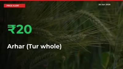 Big Rally! Arhar (Tur whole) Climbs 19.53% in 24 Hours at Top Mandis