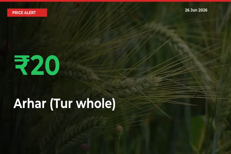Big Rally! Arhar (Tur whole) Climbs 19.53% in 24 Hours at Top Mandis