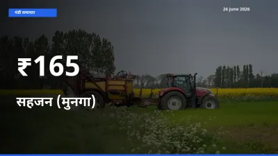 आज का मंडी ट्रेंड: सहजन (मुनगा) के दाम कई बाजारों में एक साथ बदले