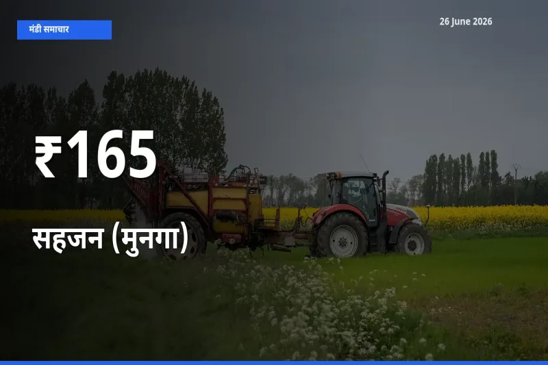 आज का मंडी ट्रेंड: सहजन (मुनगा) के दाम कई बाजारों में एक साथ बदले