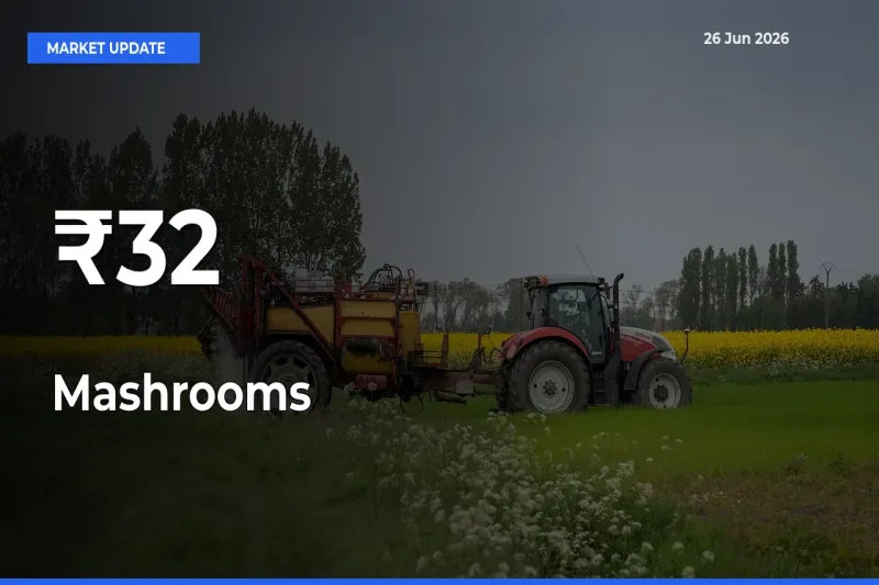 Mashrooms Mandi Prices Move in Sync Across Major Markets Today