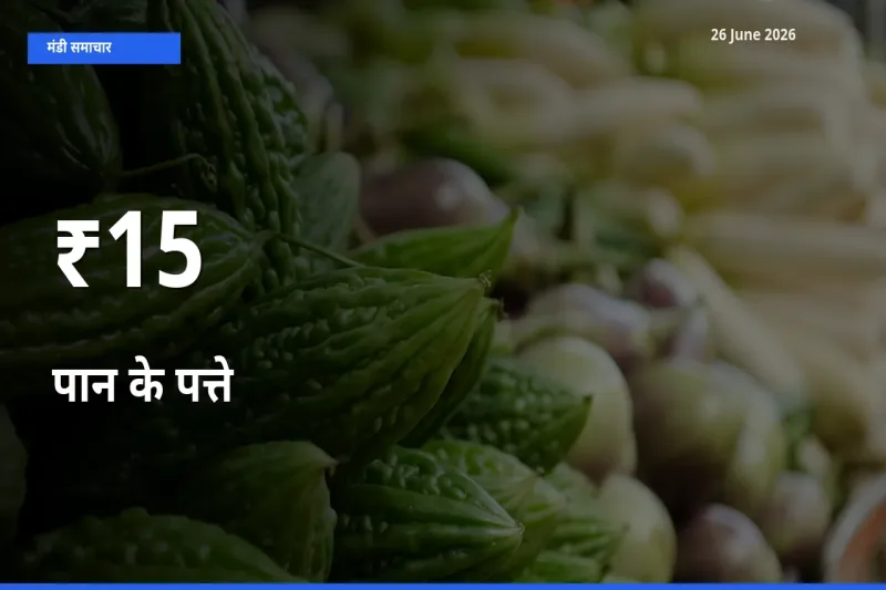 बाज़ार संकेत: पान के पत्ते के भाव कई मंडियों में समान रुझान दिखा रहे