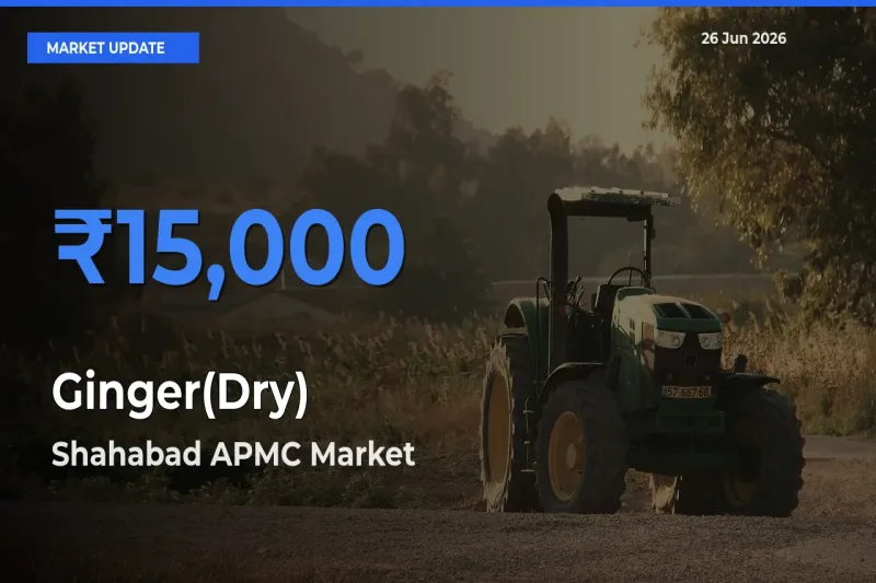Ginger(Dry) Mandi Rate Today: Shahabad APMC Tops the List