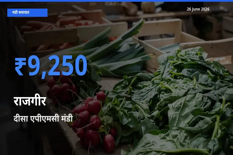 आज राजगीर के सबसे ज़्यादा दाम दीसा एपीएमसी मंडी में दर्ज