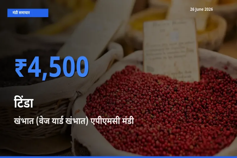 किसानों की पसंद बना खंभात (वेज यार्ड खंभात) एपीएमसी, टिंडा के सबसे अच्छे दाम