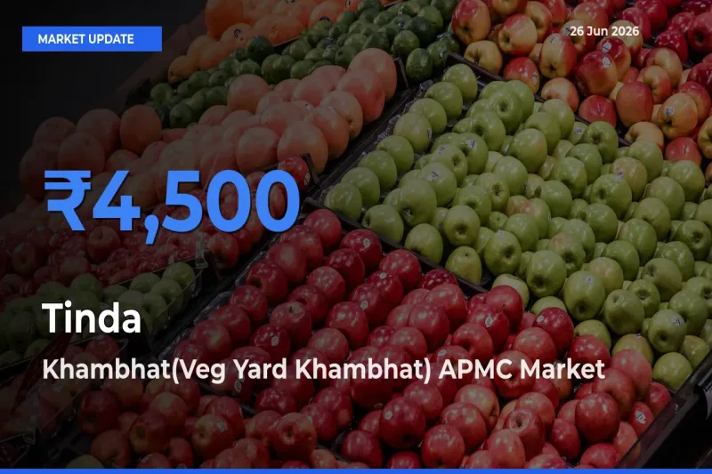 Tinda Mandi Rate Today: Khambhat(Veg Yard Khambhat) APMC Tops the List