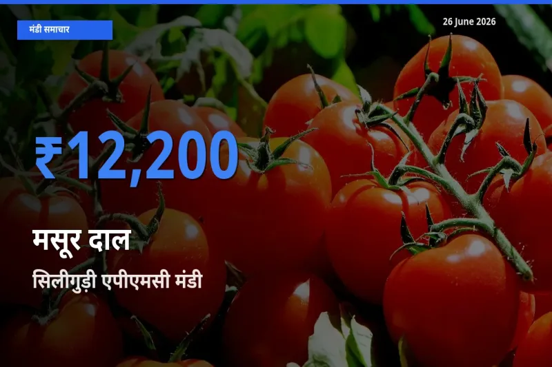 सिलीगुड़ी एपीएमसी मंडी में मसूर दाल ₹12,200 पर पहुँचा – आज का सर्वोच्च भाव