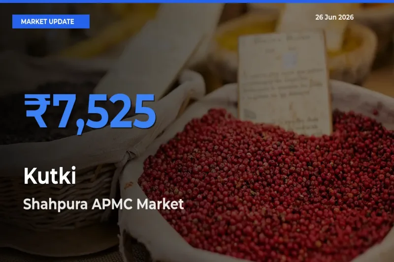 Shahpura APMC Leads as Top Mandi for Kutki Prices