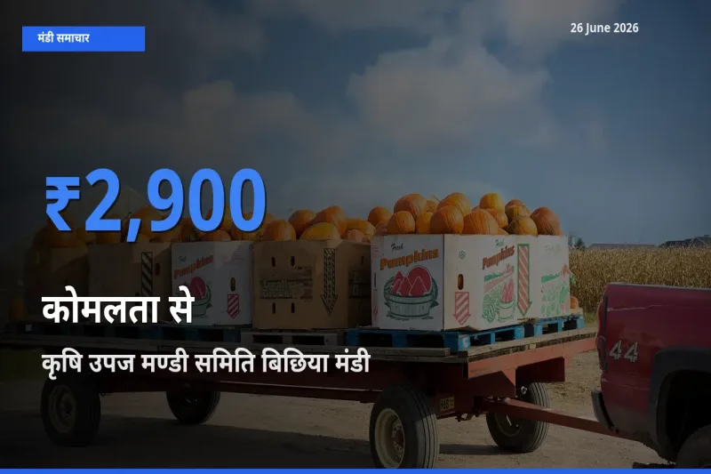 आज कोमलता से के सबसे ज़्यादा दाम कृषि उपज मण्डी समिति बिछिया मंडी में दर्ज