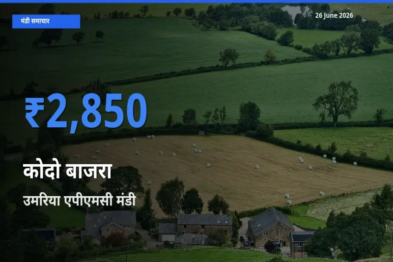 आज कोदो बाजरा के सबसे ऊँचे दाम ₹2,850 उमरिया एपीएमसी मंडी में