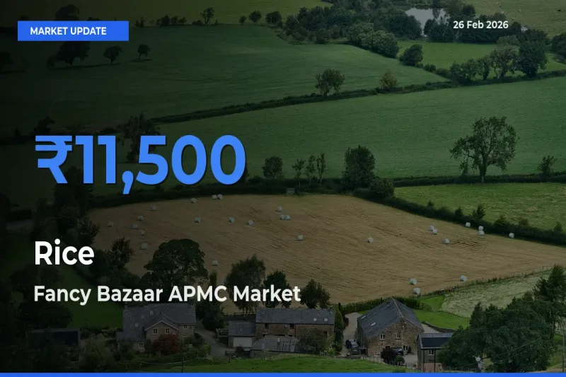 Fancy Bazaar APMC Tops Rice Rates – February 26 Market Update