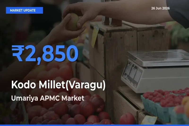 Umariya APMC Tops Kodo Millet(Varagu) Mandi Rates Today