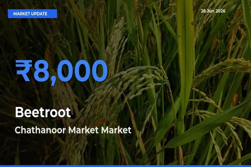 Chathanoor Market Tops Beetroot Mandi Rates Today