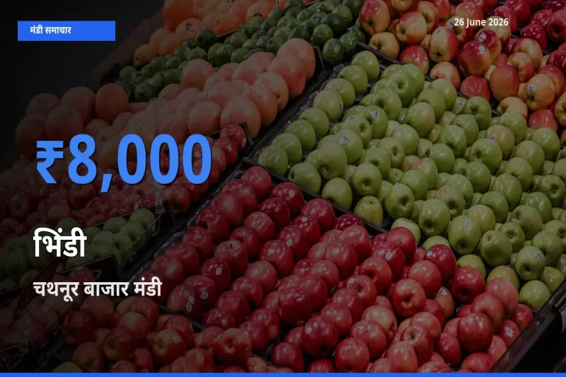 बाज़ार संकेत: चथनूर बाजार बना भिंडी के लिए आज की टॉप मंडी