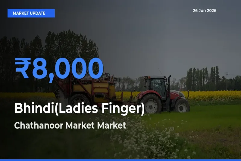 Market Watch: Chathanoor Market Becomes Top Mandi for Bhindi(Ladies Finger)