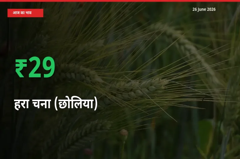 आज का मंडी भाव: हरा चना (छोलिया) के दाम मंडी में 28.75% ऊपर