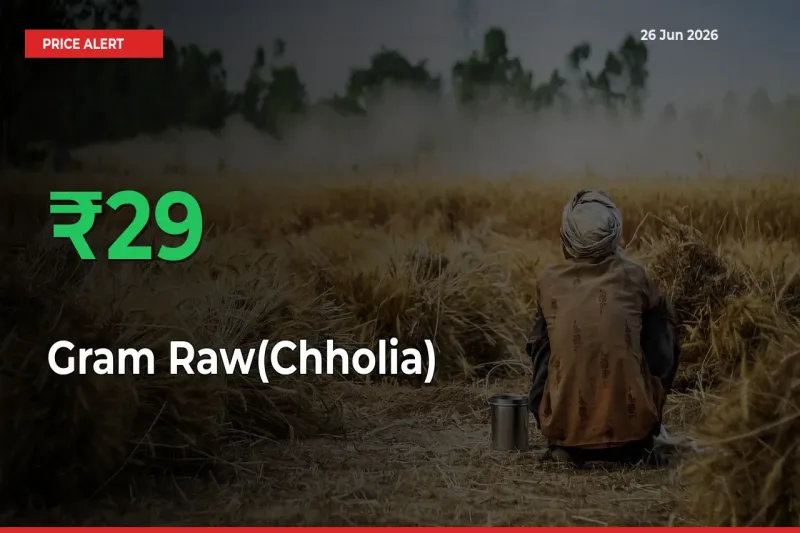 Sudden 28.75% Rally in Gram Raw(Chholia) Prices Across Mandis