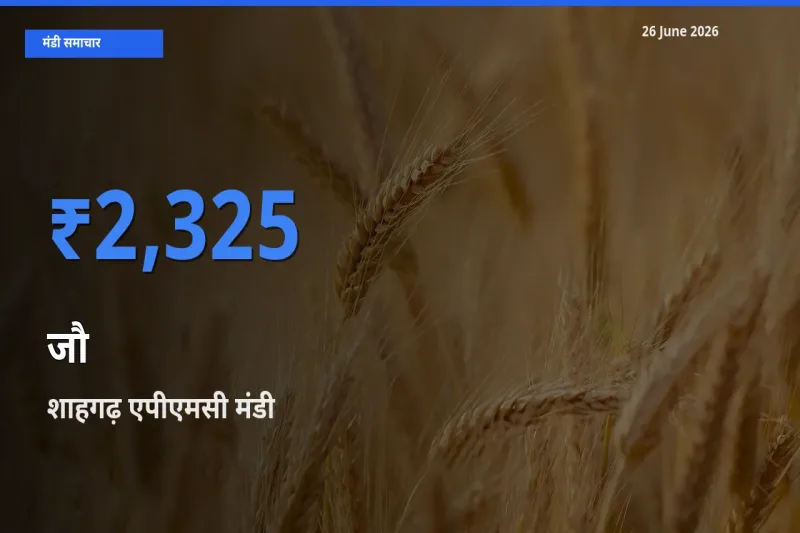 आज जौ के सबसे ज़्यादा दाम शाहगढ़ एपीएमसी मंडी में दर्ज