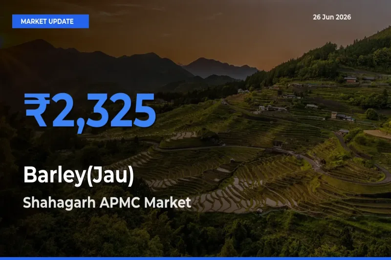 Top Performer! Shahagarh APMC Offers Best Barley(Jau) Price Today