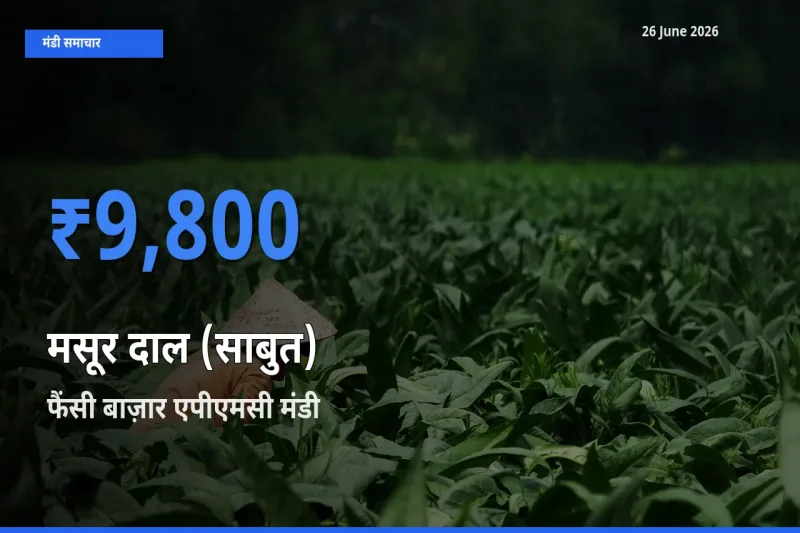 26 June अपडेट: मसूर दाल (साबुत) के सबसे ऊँचे दाम फैंसी बाज़ार एपीएमसी मंडी में